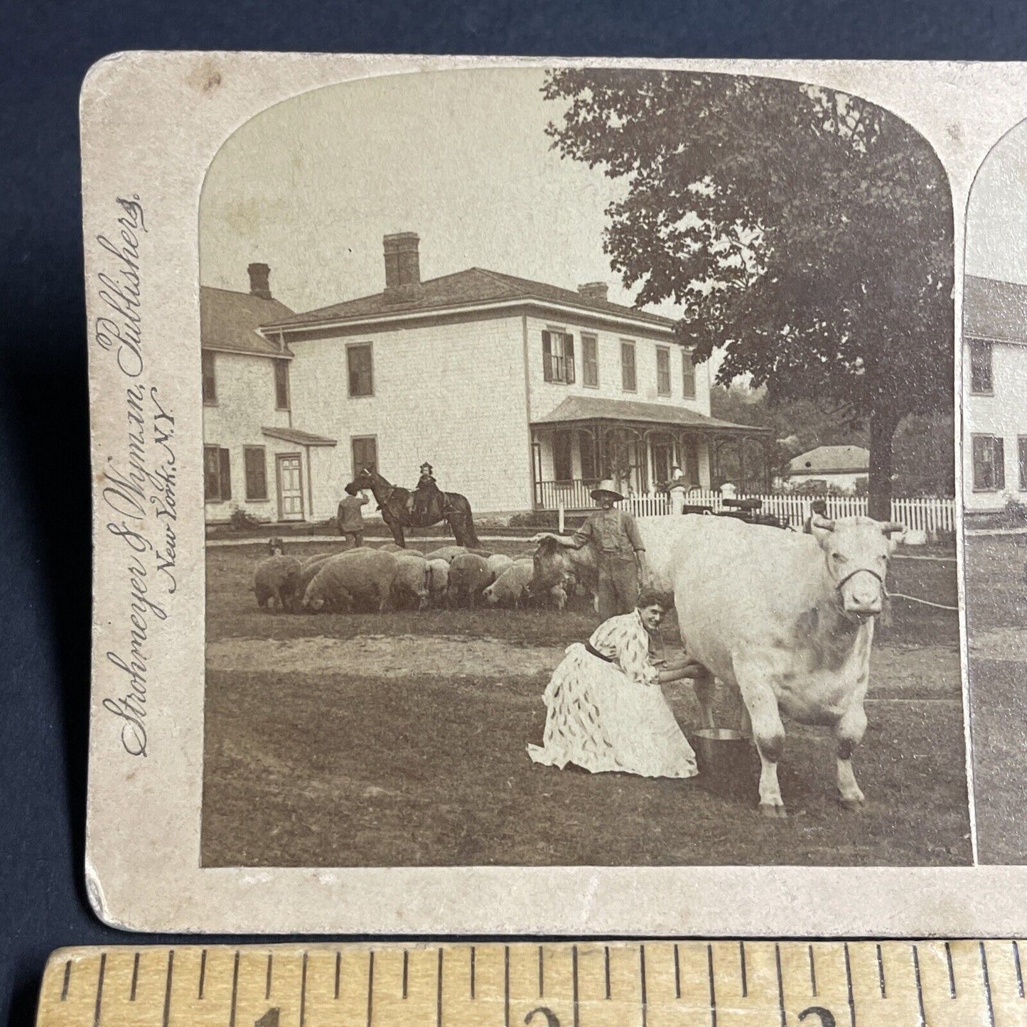Antique 1894 A Woman Milks Her Cow In Front Yard Stereoview Photo Card P4757