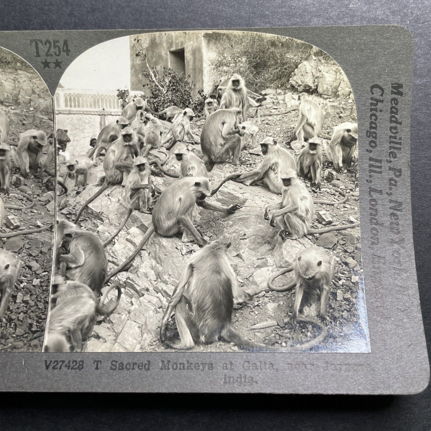 Antique 1918 Monkey Colony In Jaipur India Stereoview Photo Card P1356