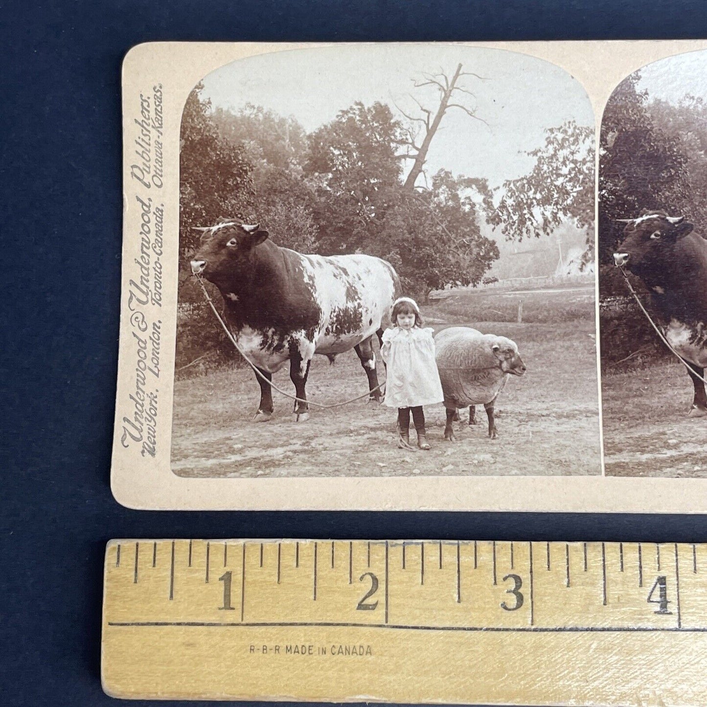 Antique 1901 Child & Large Muscular Bull Stereoview Photo Card PC782