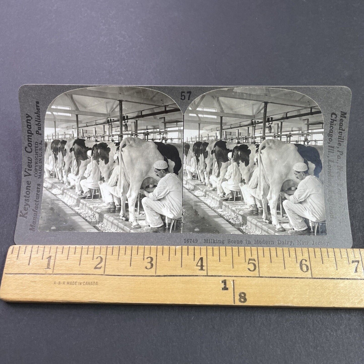 Antique 1910s Men Milking Cows In New Jersey Stereoview Photo Card P3674