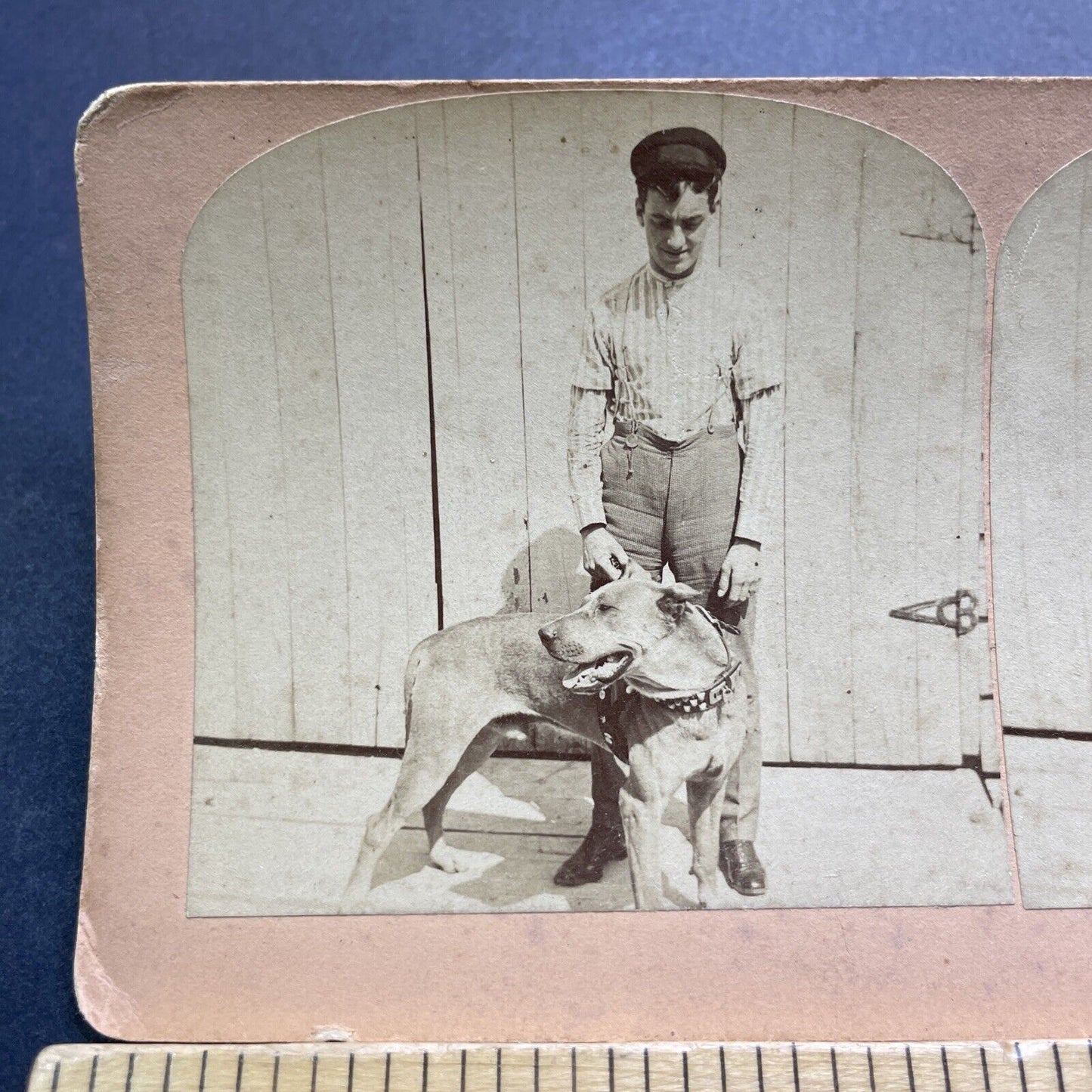 Antique 1902 Man With Pitbull Studded Collar Stereoview Photo Card V3600