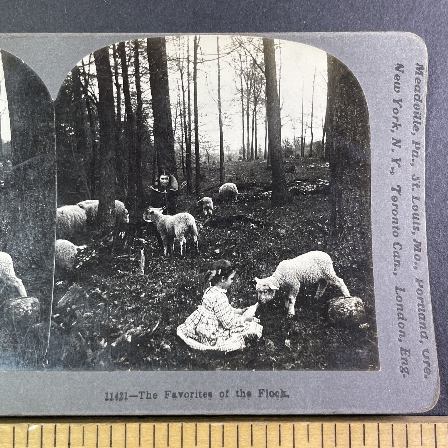 Children Feeding Sheep in a Forest Stereoview B.L. Singley Antique c1907 Y1252