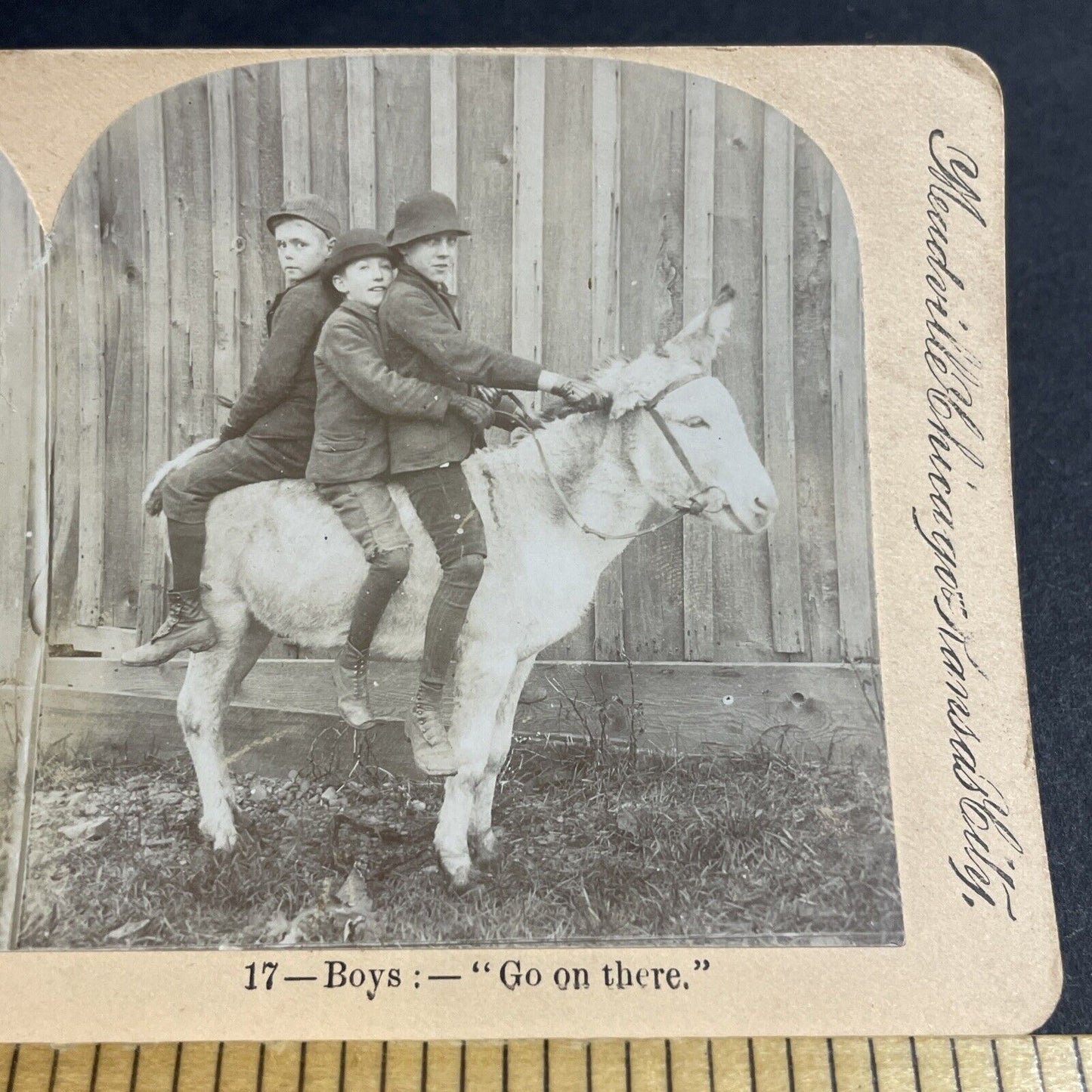 Antique 1880s Boys Mount A Donkey The Wrong Way Stereoview Photo Card P4701