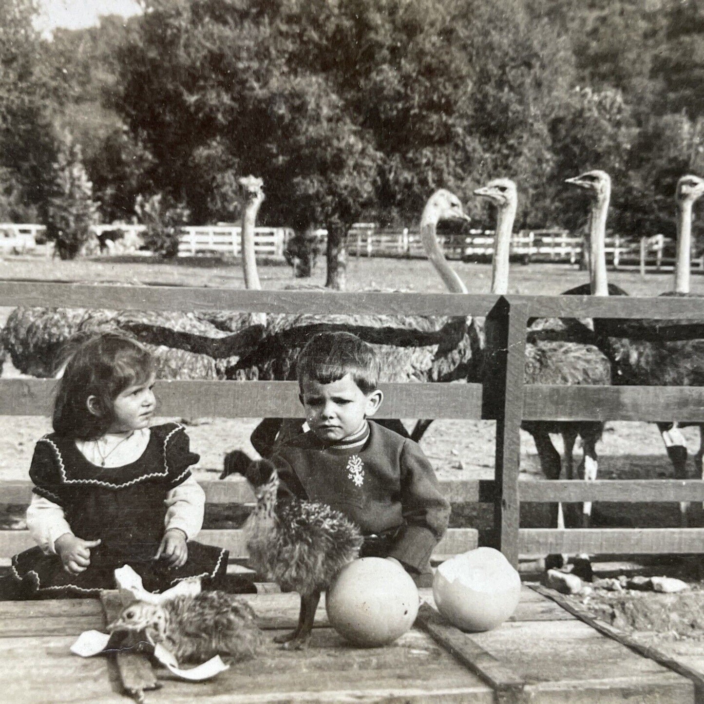 Antique 1910s Pasadena Ostrich Farm California Stereoview Photo Card P3144