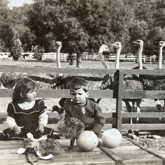 Antique 1910s Pasadena Ostrich Farm California Stereoview Photo Card P3144