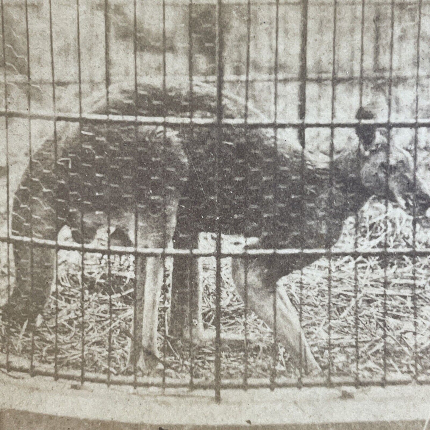 Antique 1870s Red Kangaroo At Circus In Rochester Stereoview Photo Card P4082