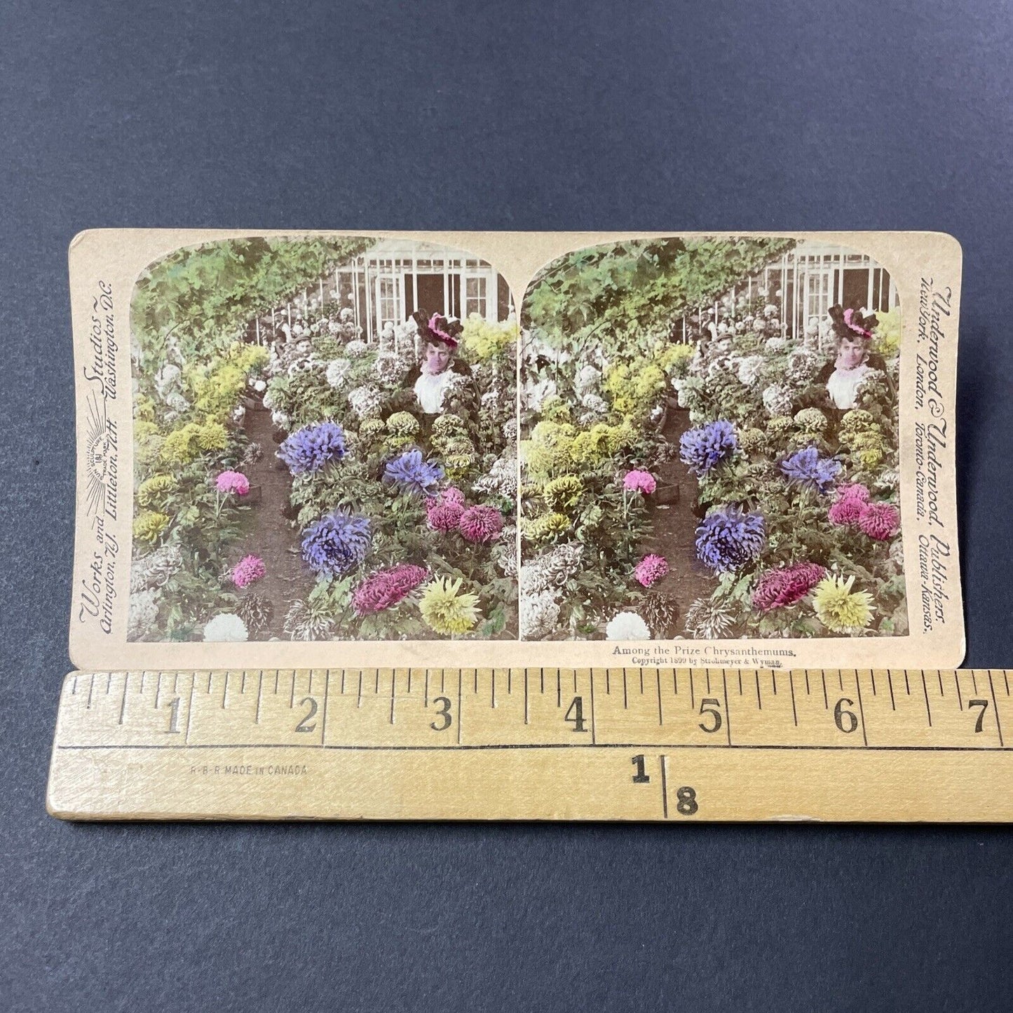 Antique 1899 Victorian Chrysanthemums Garden Stereoview Photo Card V3204