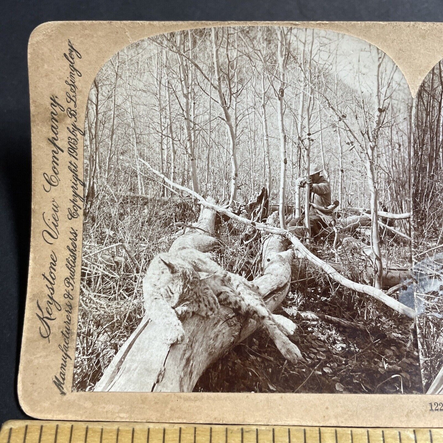 Antique 1903 Hunters Shoot A Bobcat Or Lynx Colorado Stereoview Photo Card P5504