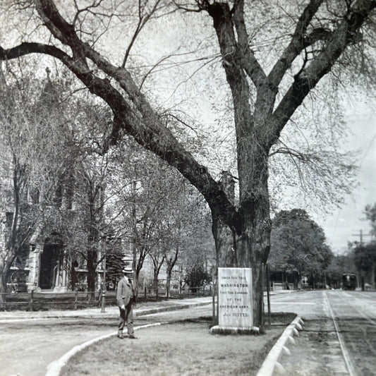 Antique 1925 Washingtons Elm Tree Cambridge Mass Stereoview Photo Card P3290