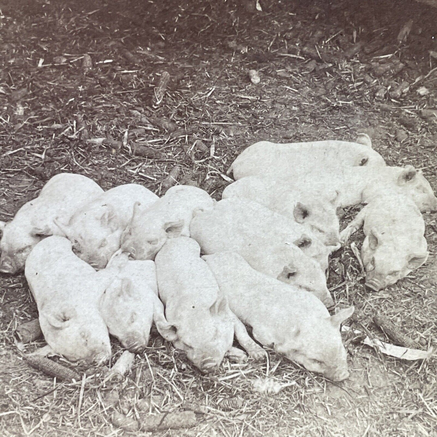 Antique 1903 A Litter Of Newborn Piglets Pigs Stereoview Photo Card P580-084