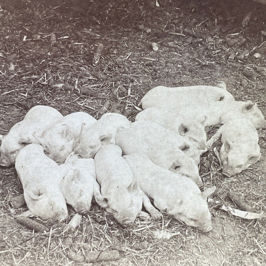 Antique 1903 A Litter Of Newborn Piglets Pigs Stereoview Photo Card P580-084