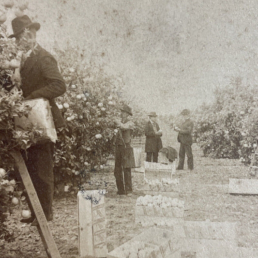 Antique 1898 Orange Grove Farm Riverside California Stereoview Photo Card P3470