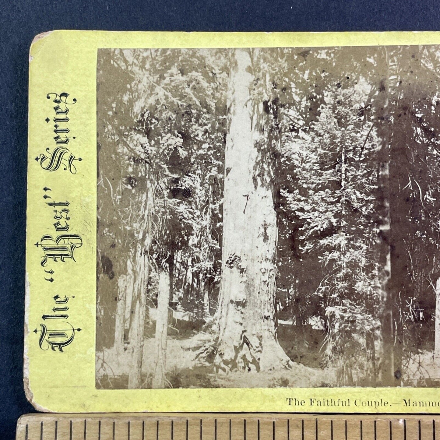Faithful Couple Sequoia Trees Mariposa Grove Stereoview Antique c1872 X1337