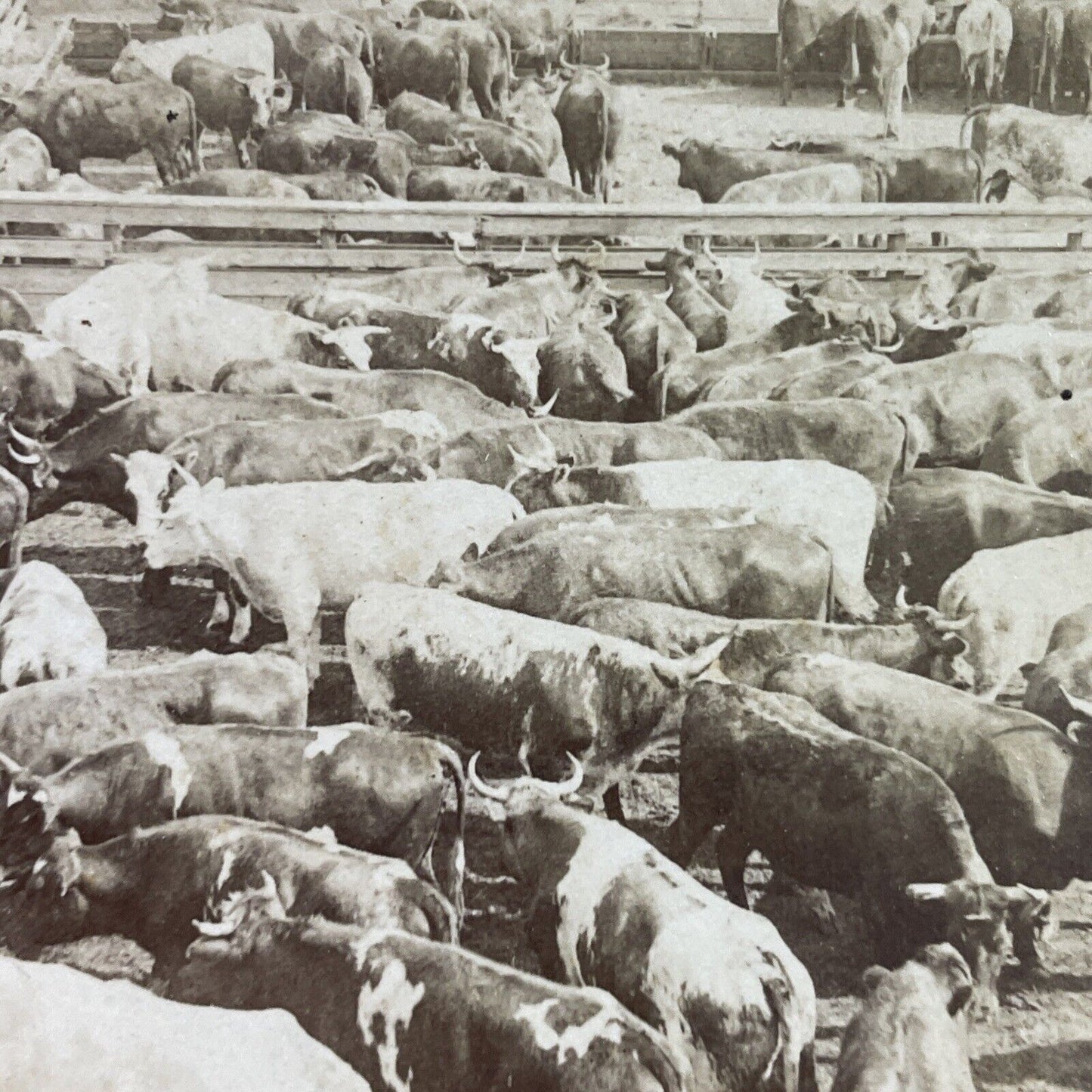 Antique 1893 Cattle Stock Yard Chicago Illinois Stereoview Photo Card P3805