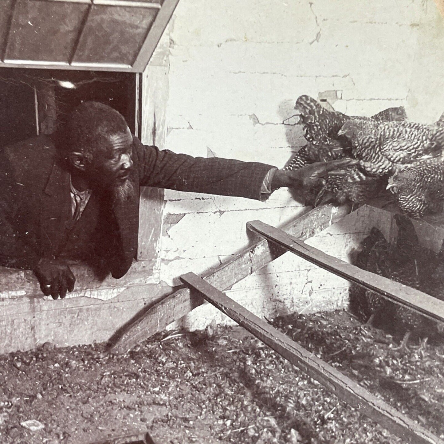 Antique 1898 Farmer Grabs A Chicken Through A Window Stereoview Photo Card P3982