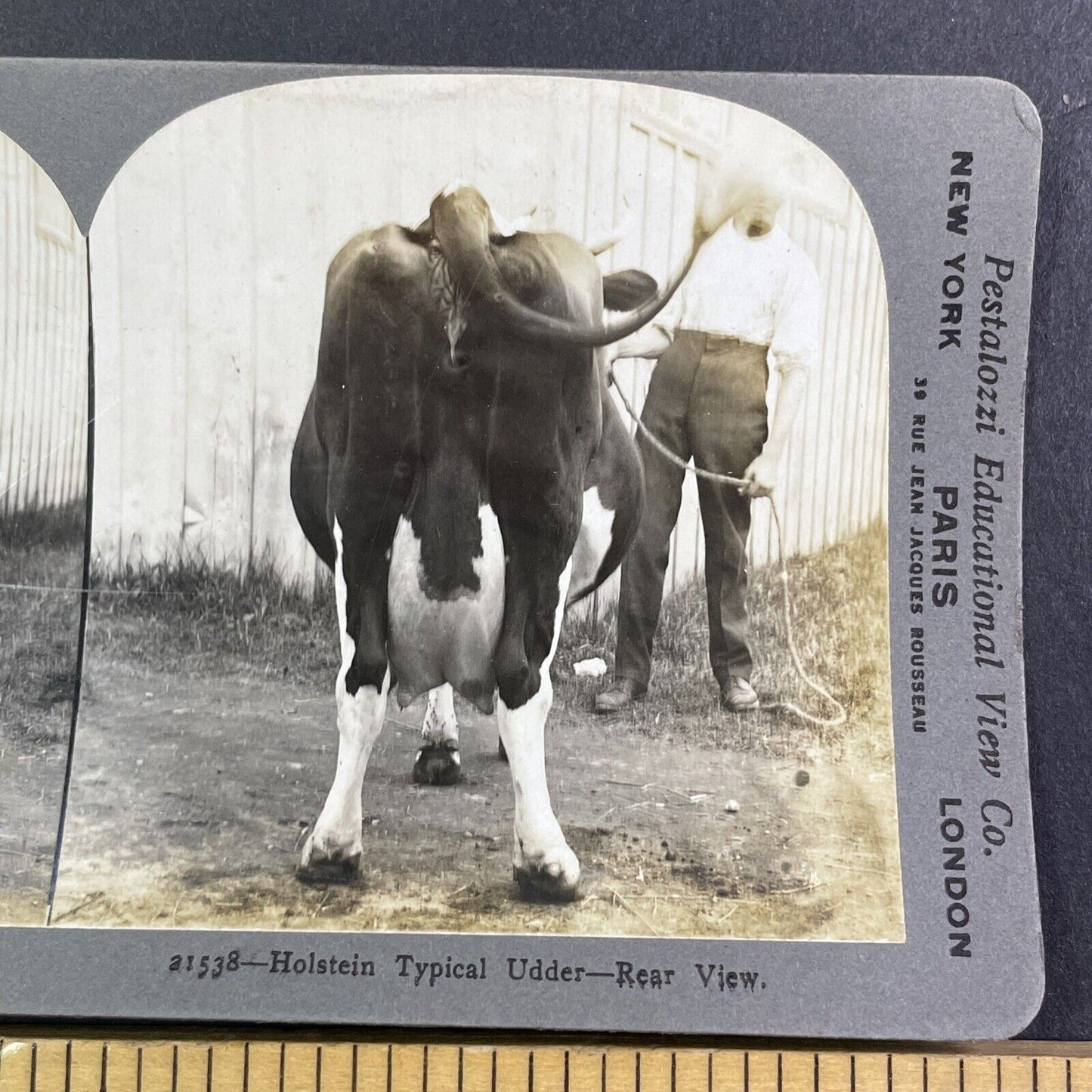 Holstein Cow Udder Toronto Exhibition Stereoview Rear View c1909 Y2746