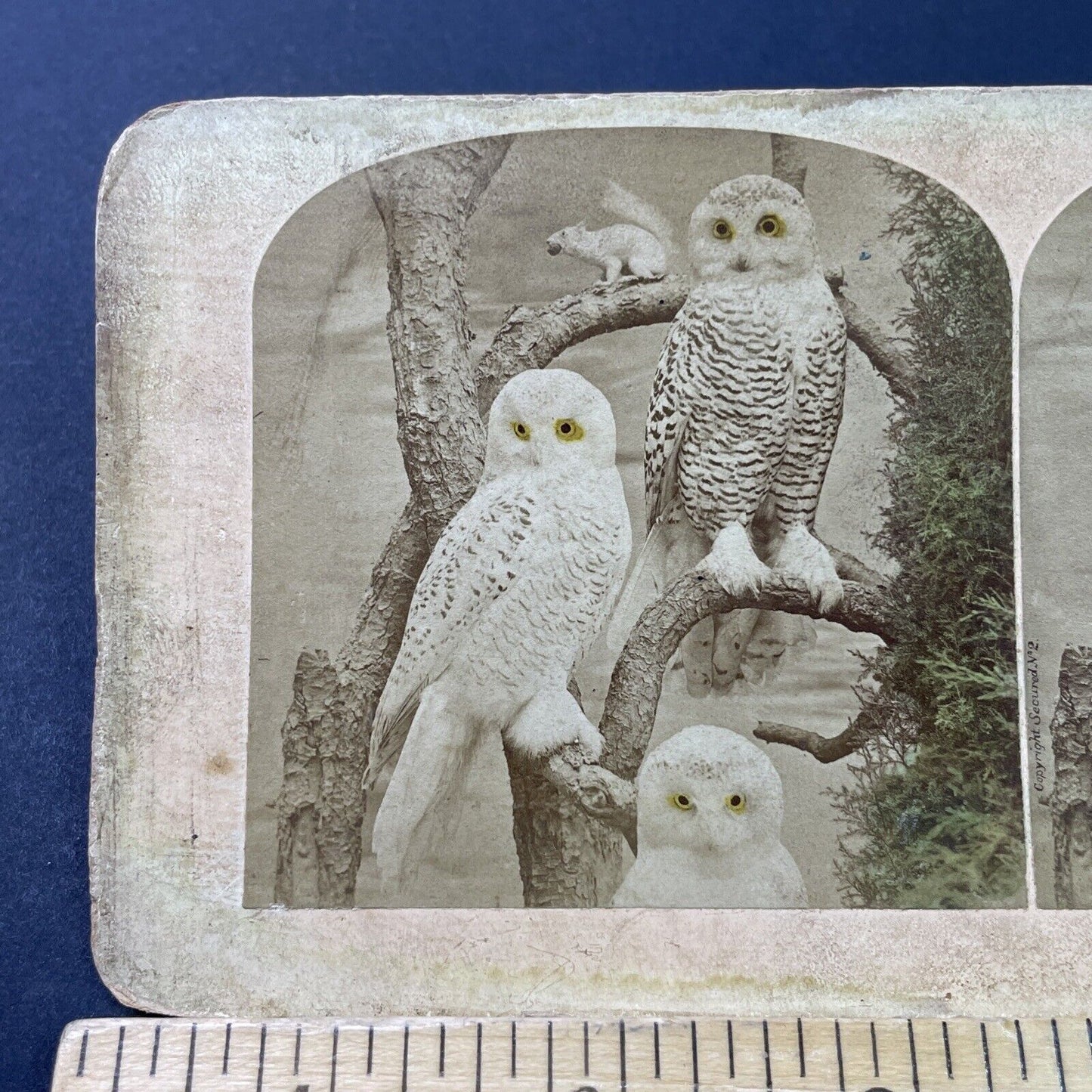 Antique 1870 Taxidermy Snowy Owls On Display Stereoview Photo Card P2958