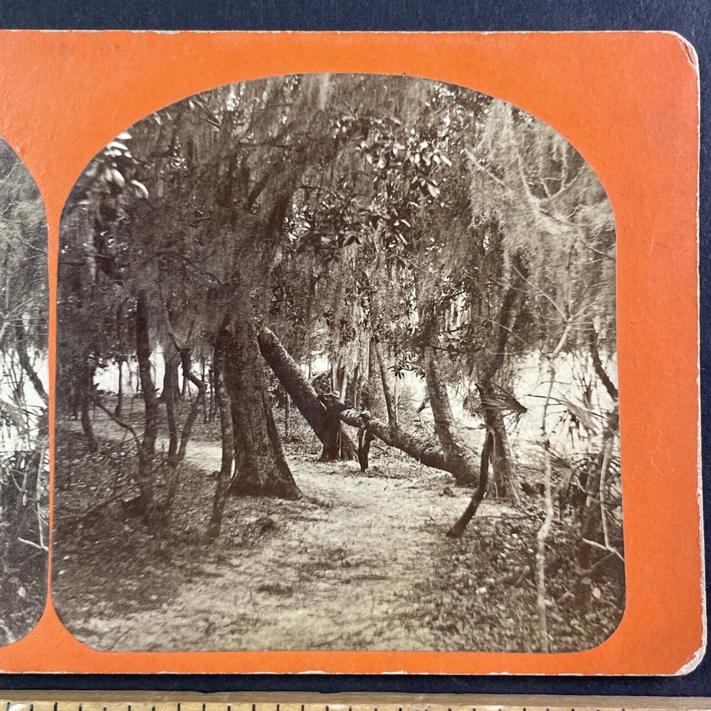 African American Creole Stereoview Green Cove Spring Florida Antique c1860s Y072