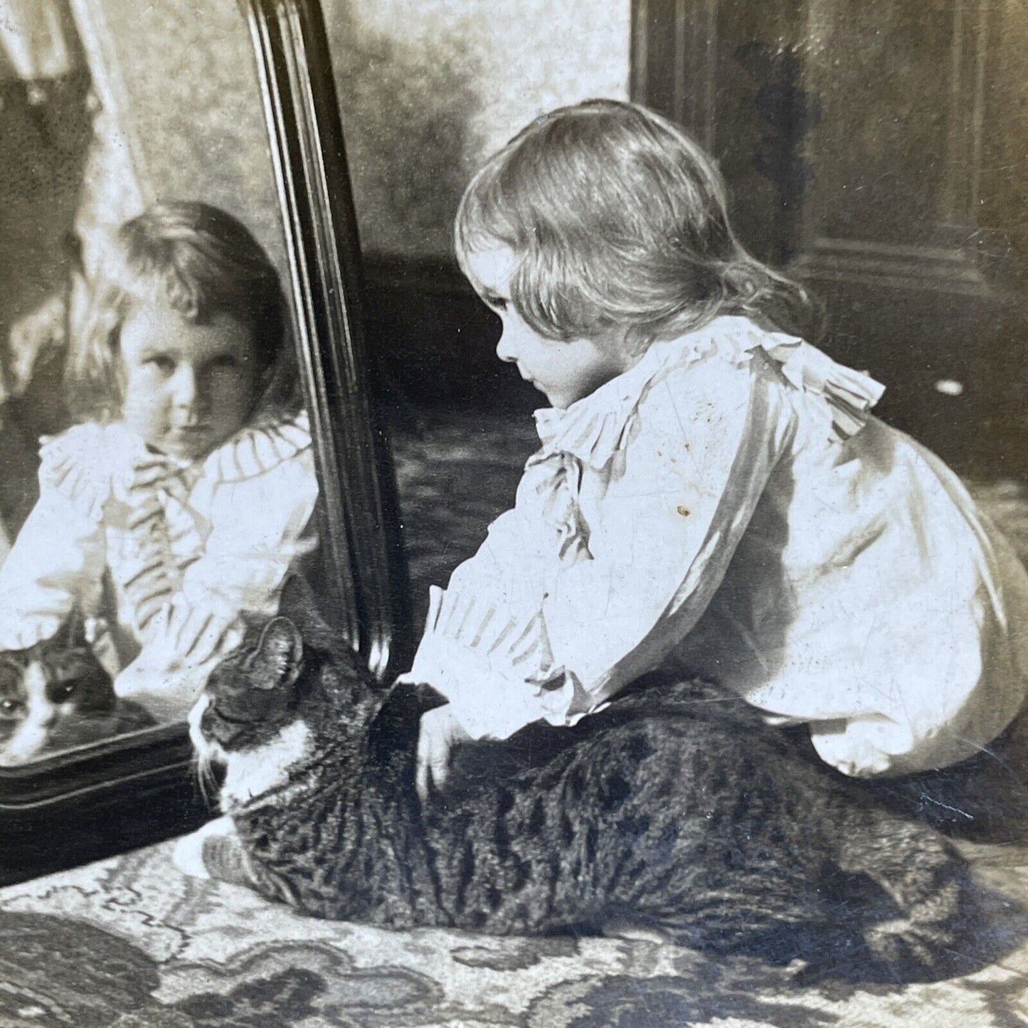 Antique 1896 A Toddler Girl With Her Cat In Mirror Stereoview Photo Card P1983