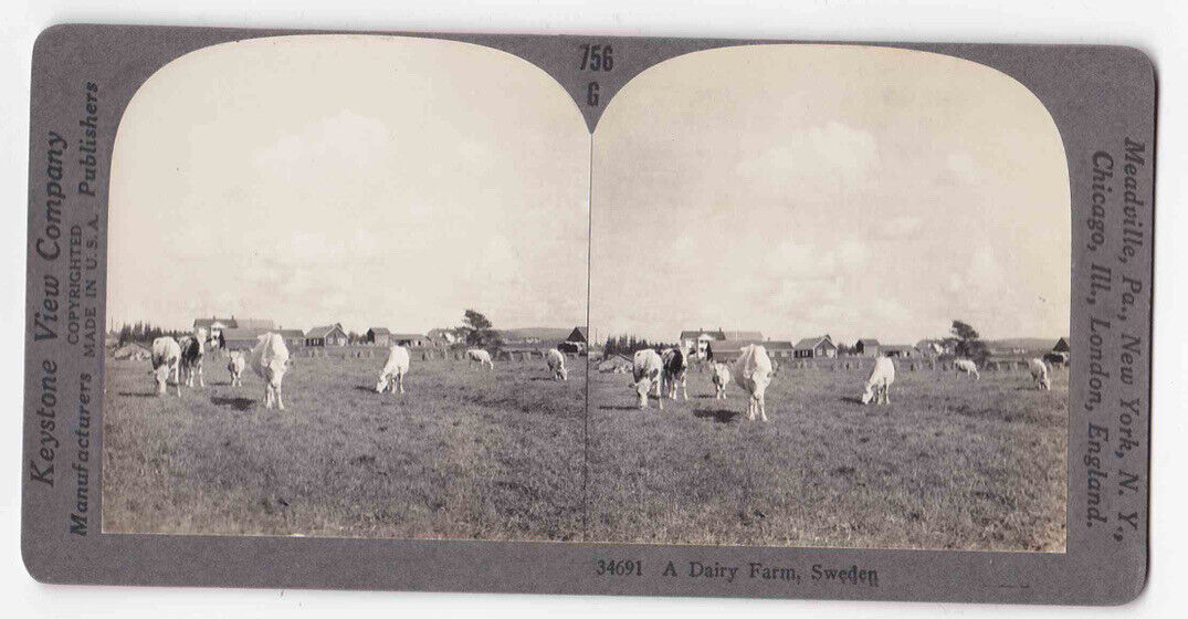 Antique 1910 A Swedish Dairy Farm, Southern Sweden Photo Card P113