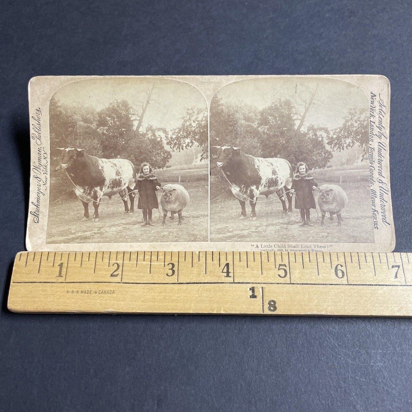 Antique 1894 A Massive Bull Led By A Child Girl Stereoview Photo Card P4331