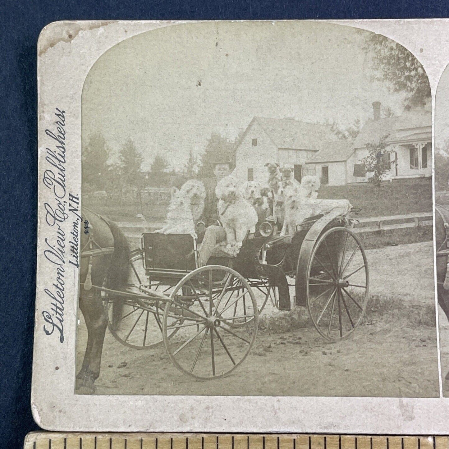 A Wagon Full Of Fancy Show Dogs Stereoview Underwood Antique c1889 X1515