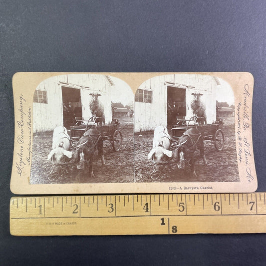 A Pig Driven Cart Carriage on a Farm Stereoview B.L. Singley Antique c1903 Y1249