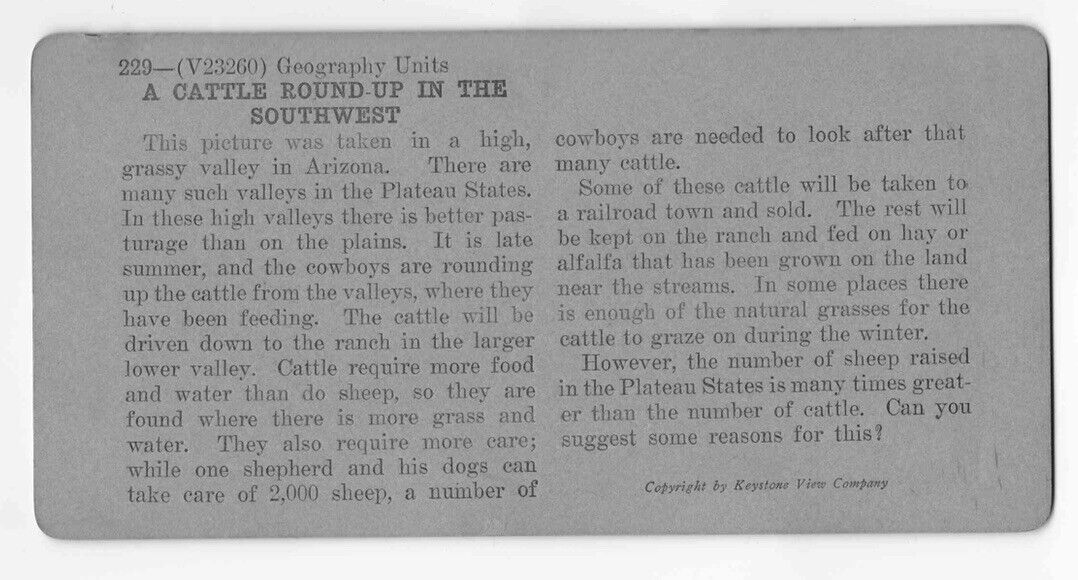 Antique 1898 Cowboy Cattle Round-Up Arizona United States Photo Card P004