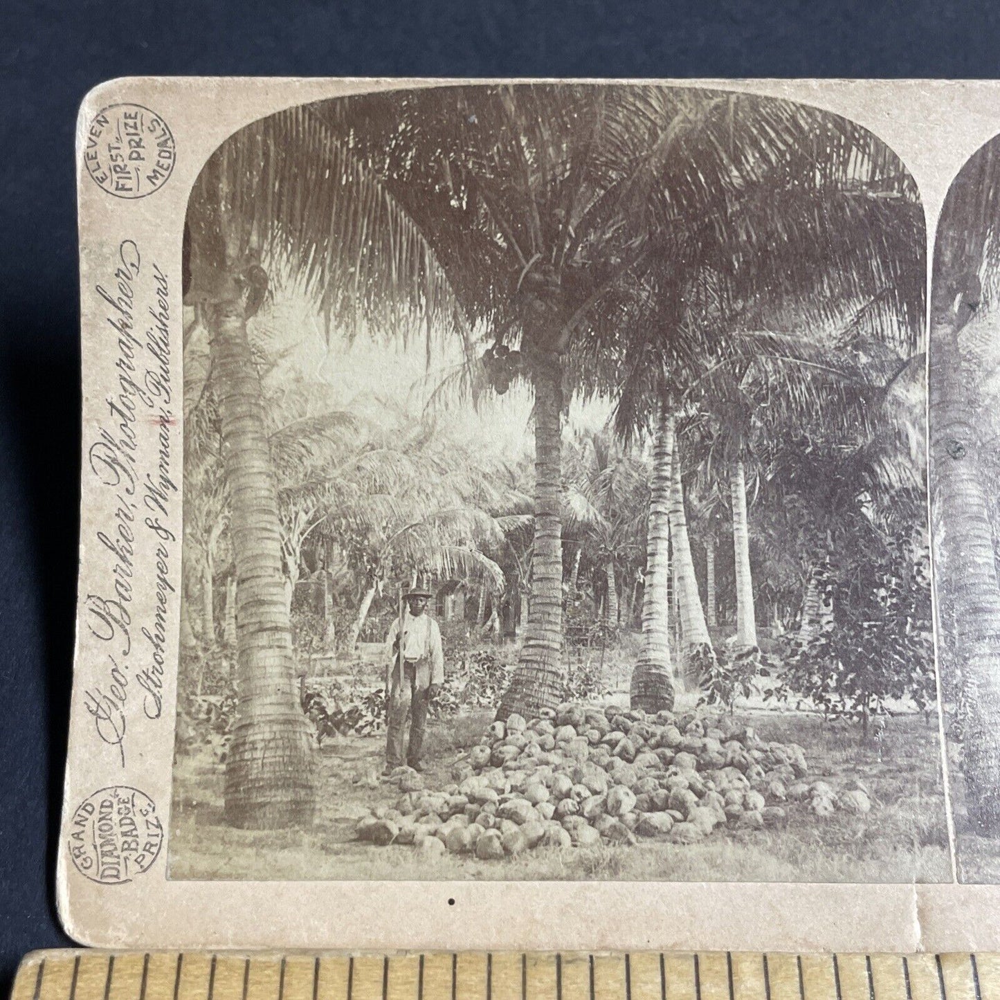 Antique 1891 African American Man Harvests Coconuts Stereoview Photo Card P4318