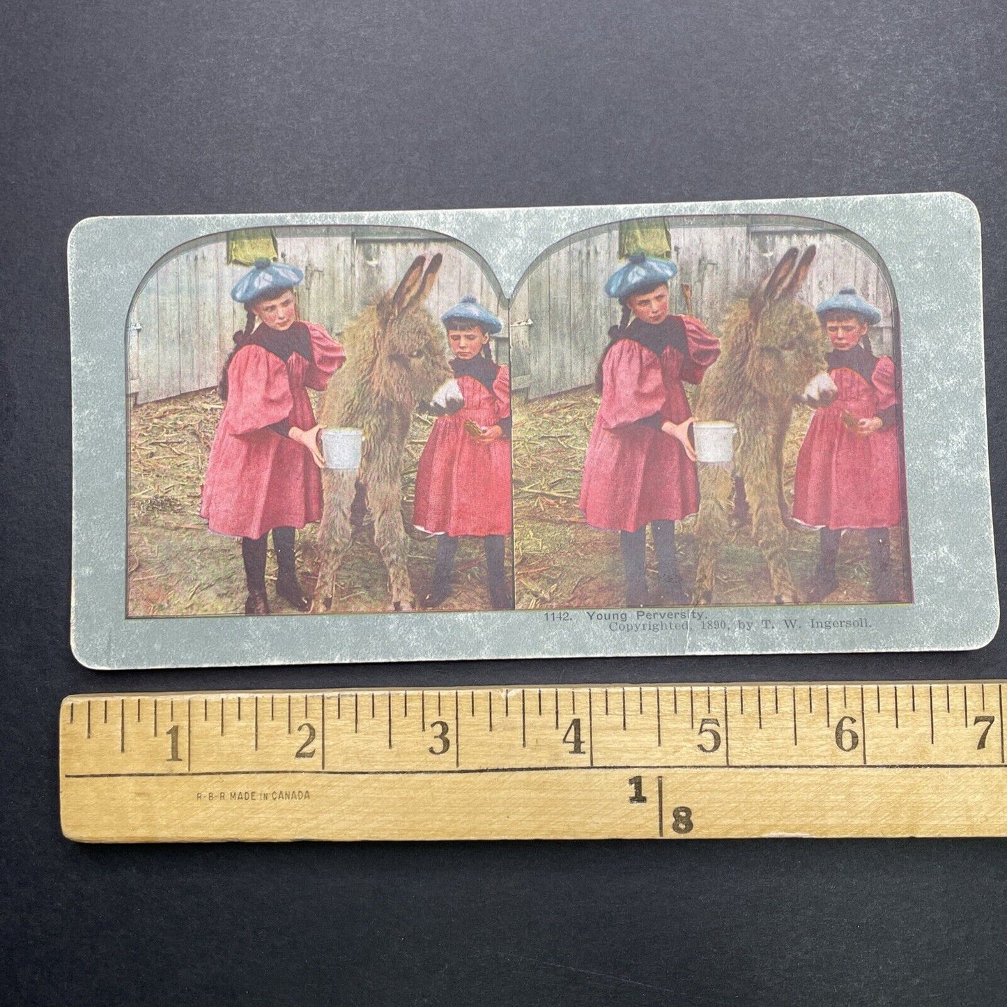 Antique 1890 Young Girls Feed A Donkey On Farm Stereoview Photo Card P580-044