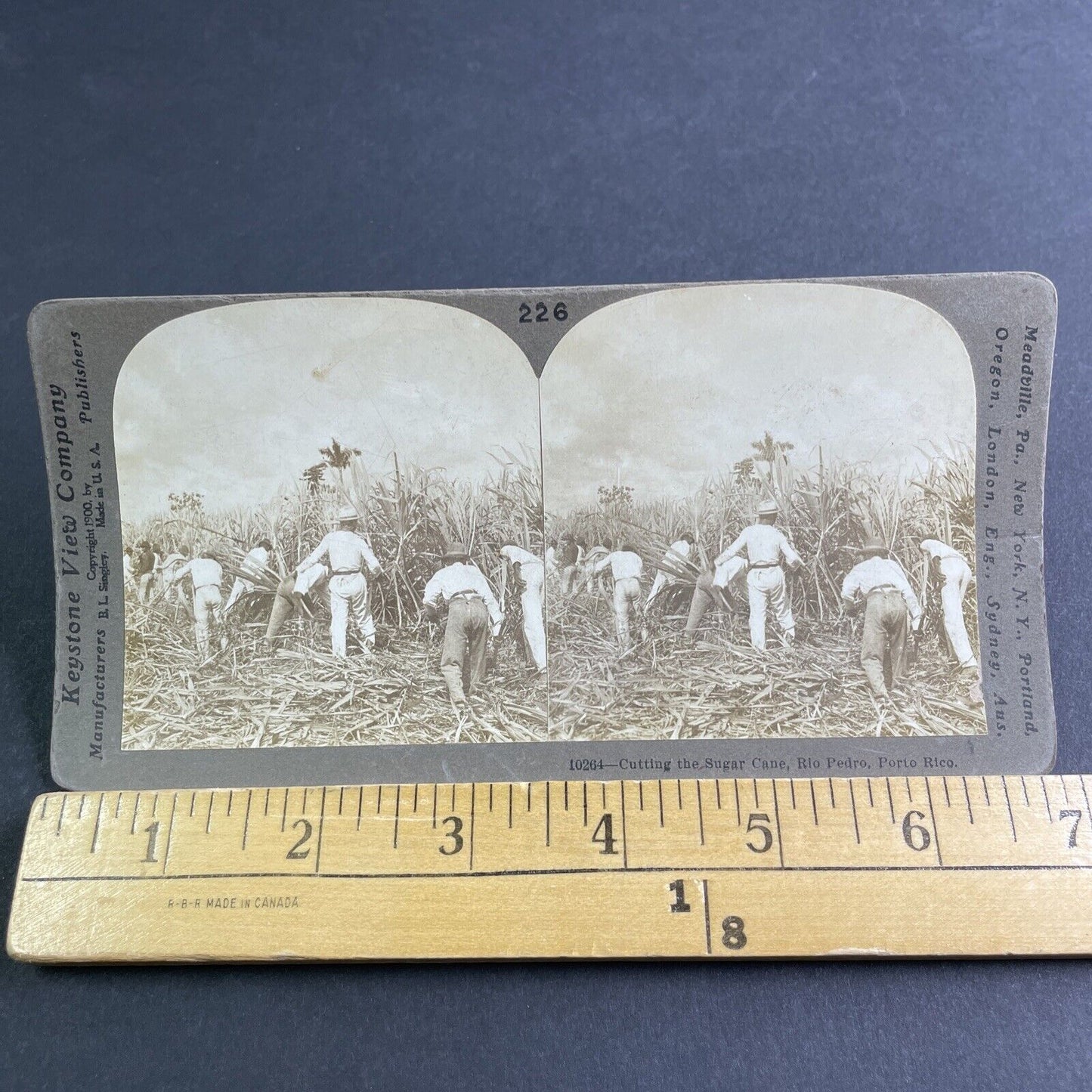 Antique 1900 Sugar Cane Farm San Juan Puerto Rico Stereoview Photo Card P2131