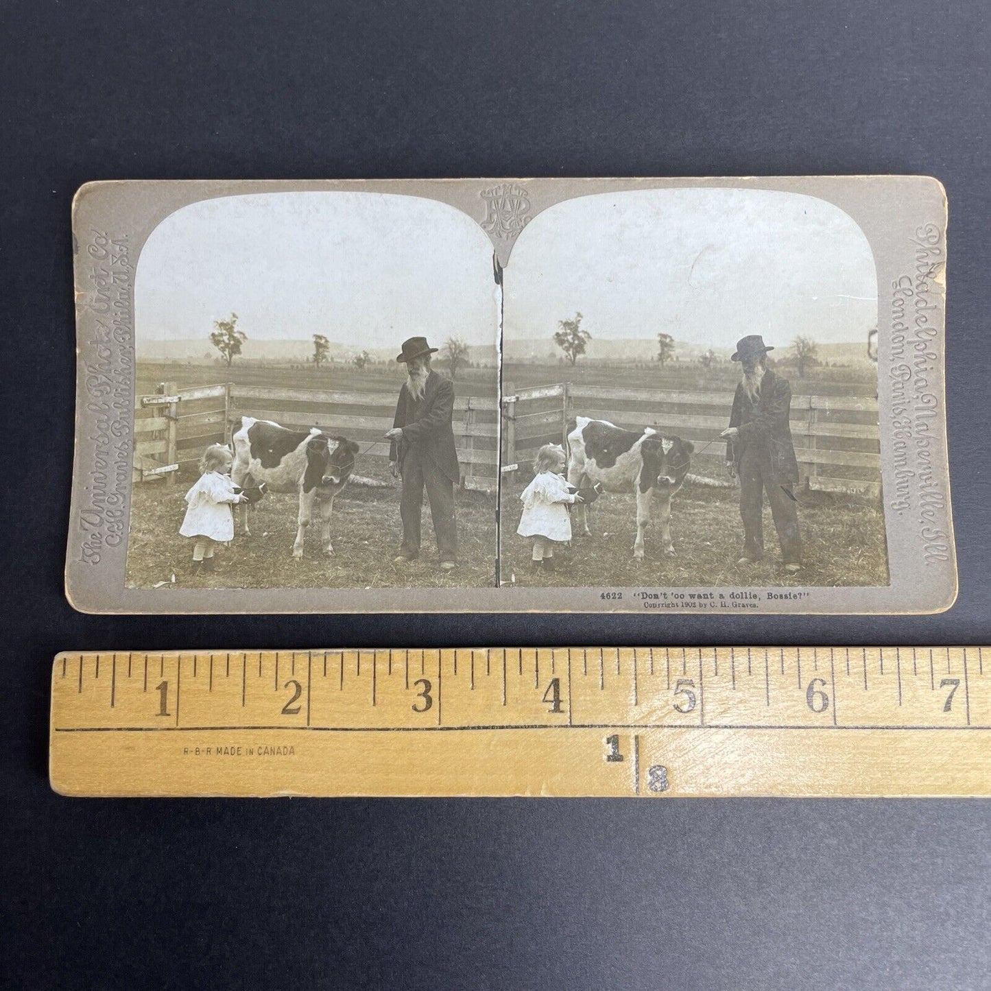 Antique 1902 Milk Cow & Little Girl In The Midwest Stereoview Photo Card PC804