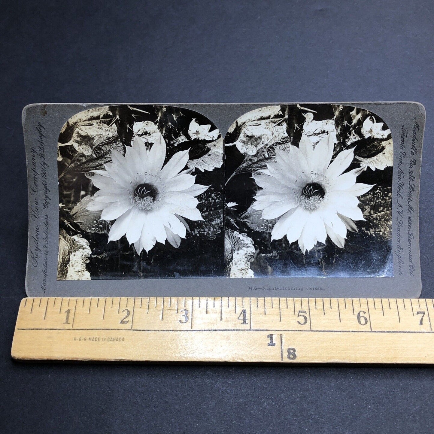 Antique 1901 Night Blooming Cereus In Full Bloom Stereoview Photo Card P1973