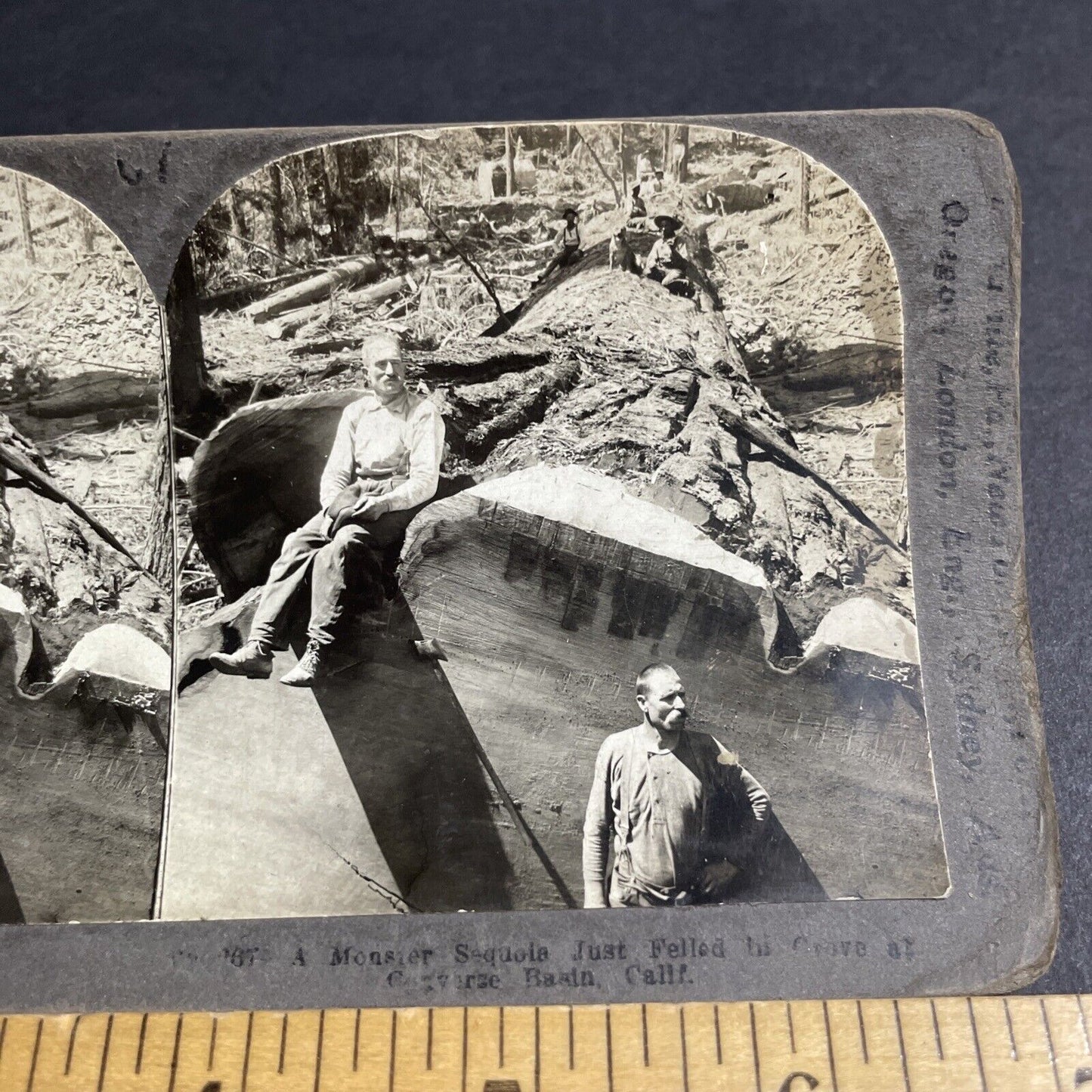 Antique 1910s Loggers Cut Down Massive Sequoia Tree Stereoview Photo Card P4298