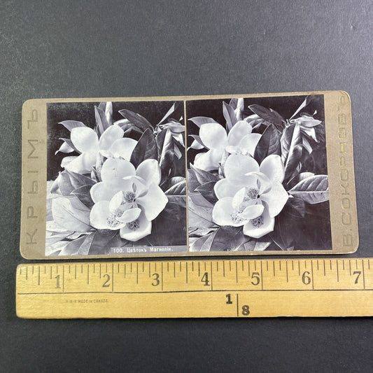 Magnolia Flower Alupka Crimea Russia Ukraine Stereoview B. Sokornov c1904 Y146