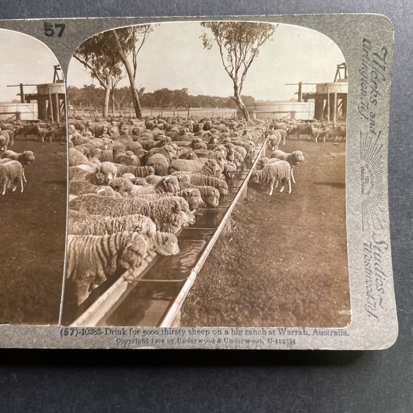 Antique 1909 Sheep Farm Warrah NSW Australia Stereoview Photo Card P1761