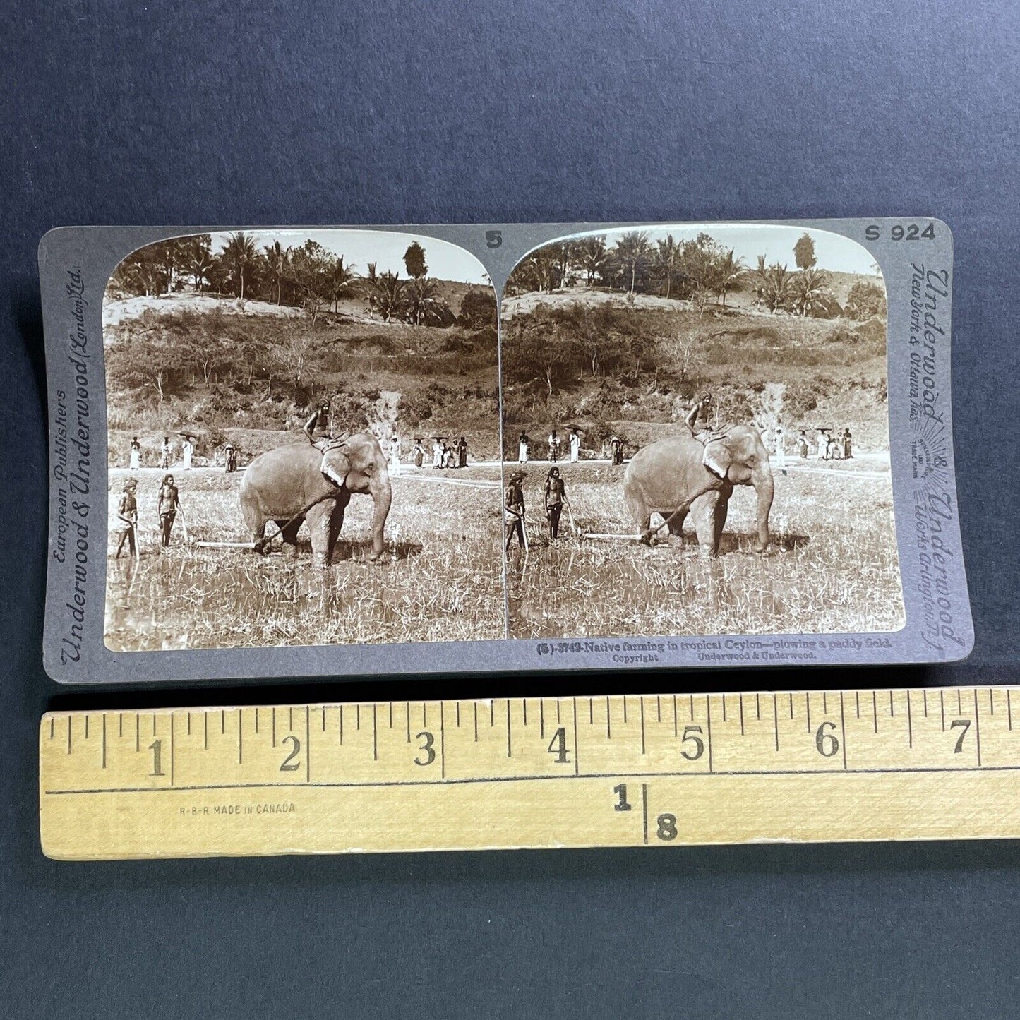 Antique 1905 Elephant Ploughing Rice Field Sri Lanka Stereoview Photo Card P1760