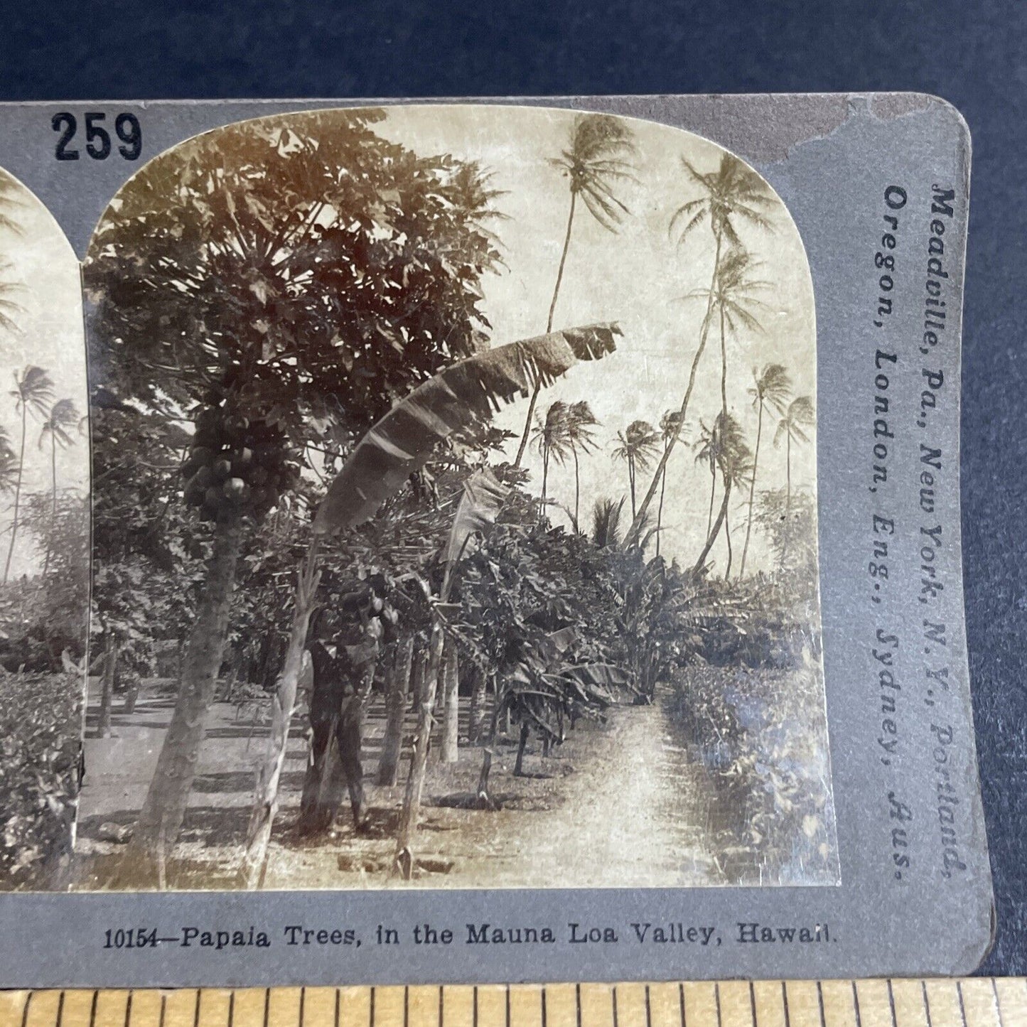 Antique 1910 Papaya Trees Mauna Loa Hawaii Stereoview Photo Card P4823