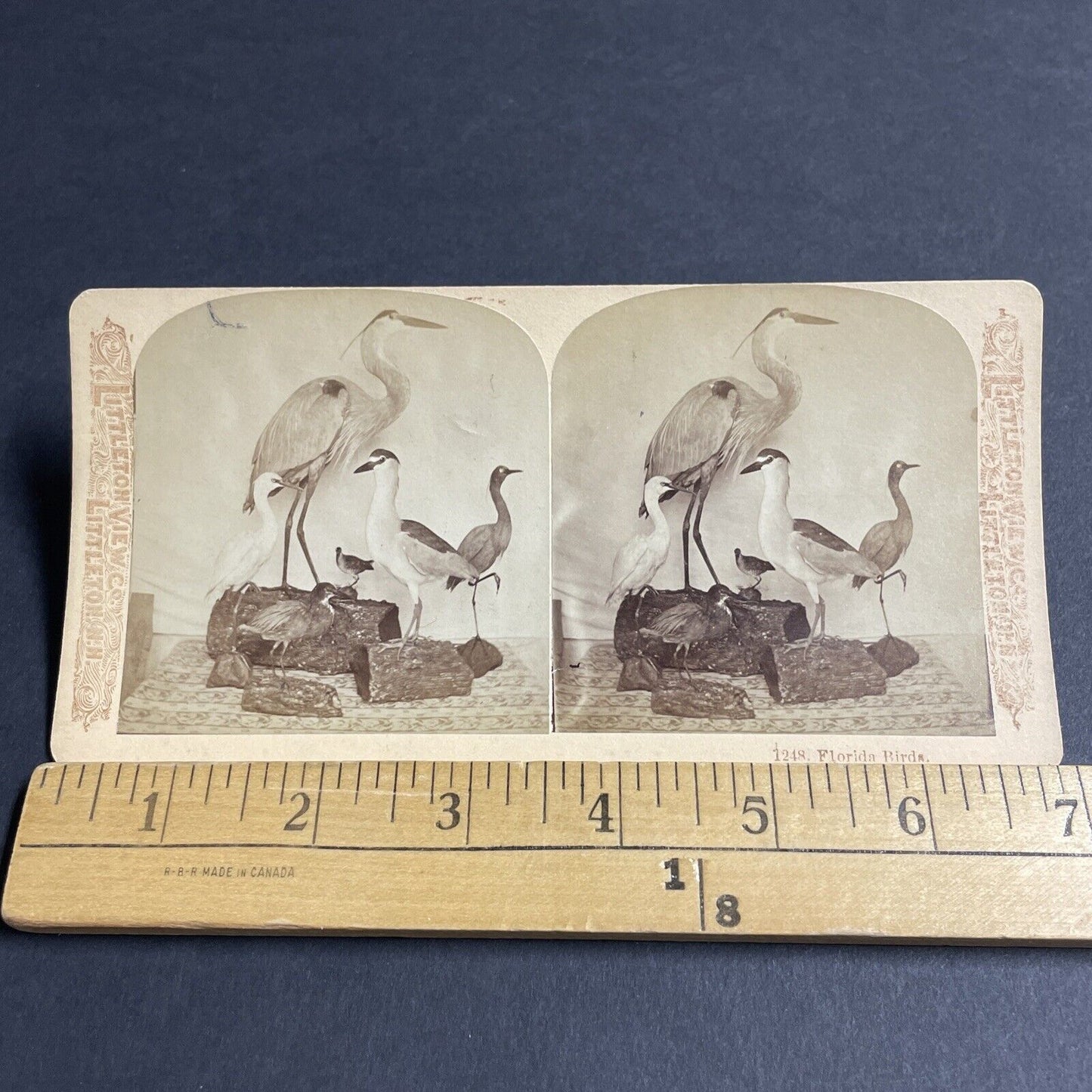 Antique 1880s Stuffed Dead Blue Heron In Florida Stereoview Photo Card P4803