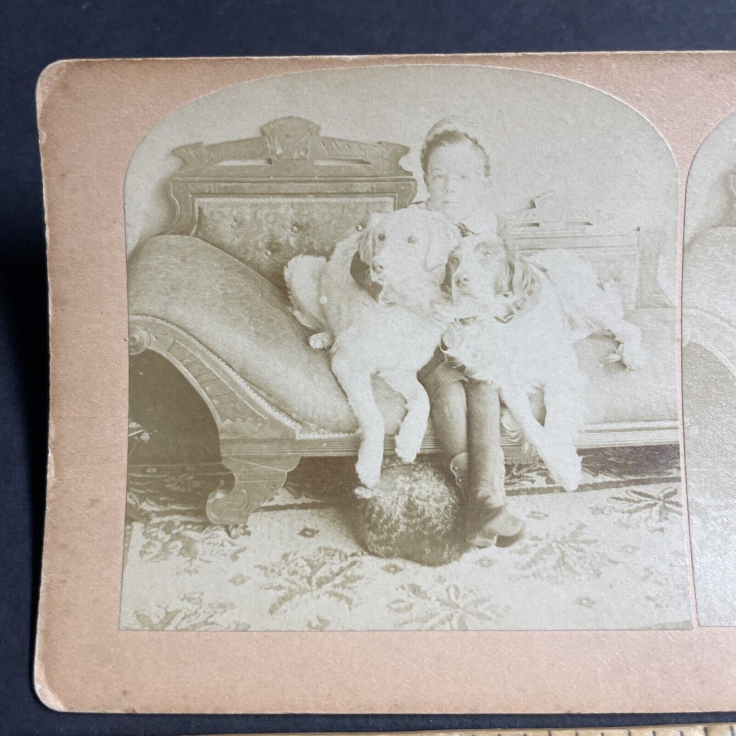 Antique 1891 Boy Hugs His Two Dogs On Couch Stereoview Photo Card P4634