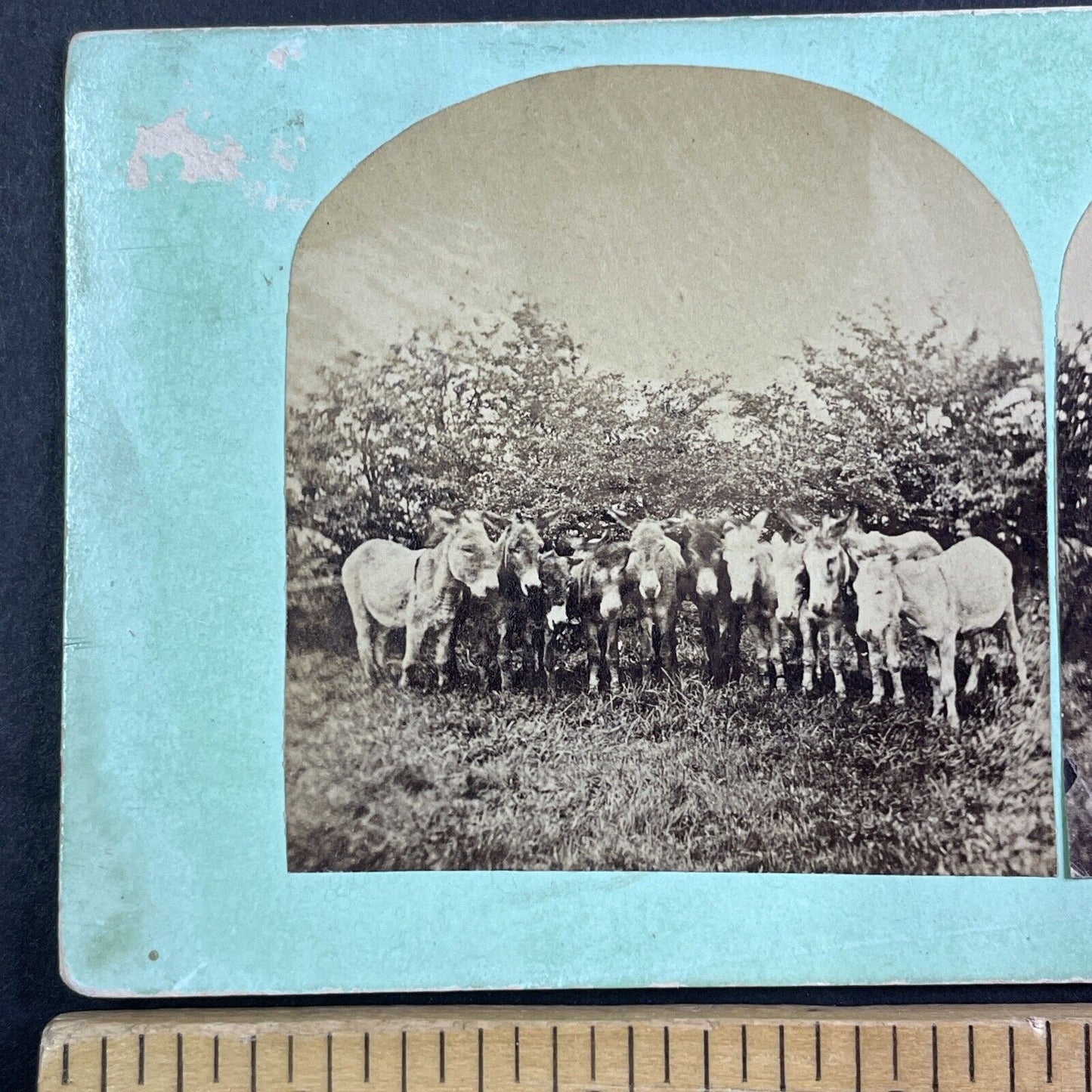 Group of 11 Donkeys Standing in a Row Stereoview Antique c1860 X3773