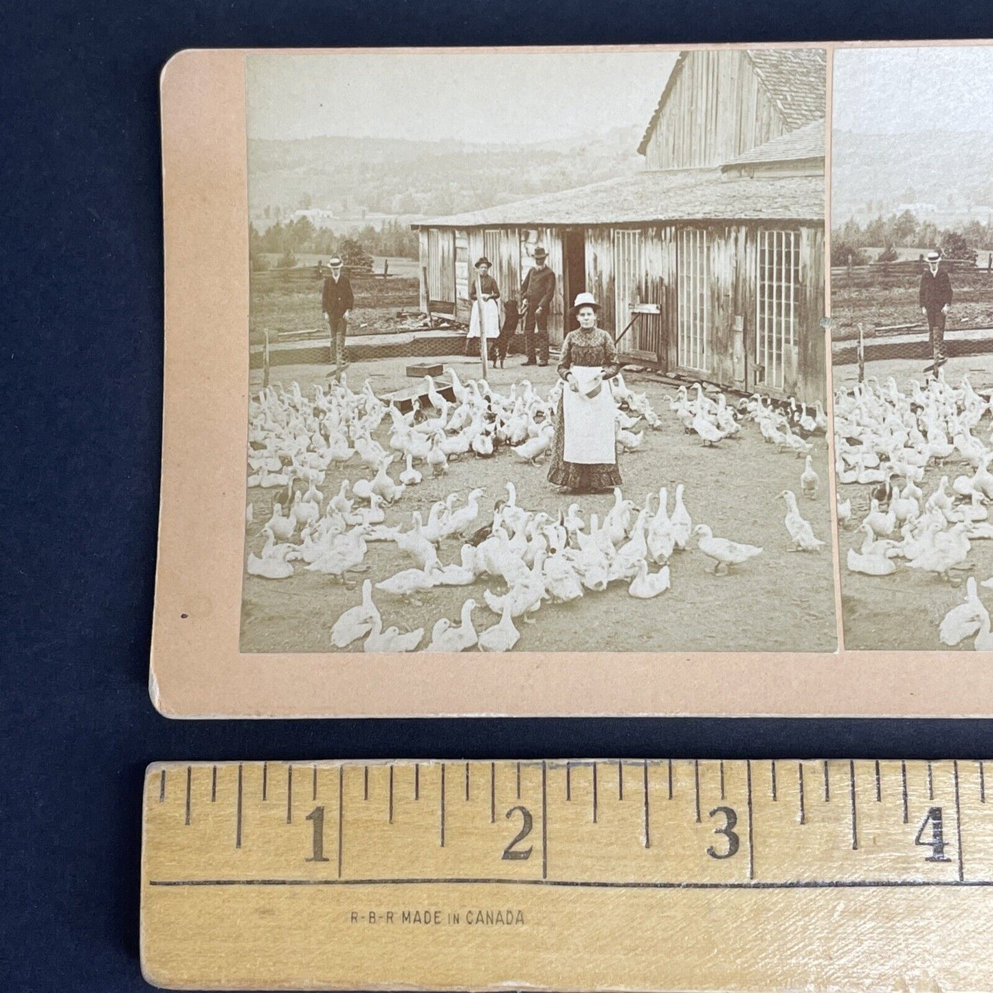 Antique 1889 Littleton New Hampshire Goose Farm Stereoview Photo Card PC780