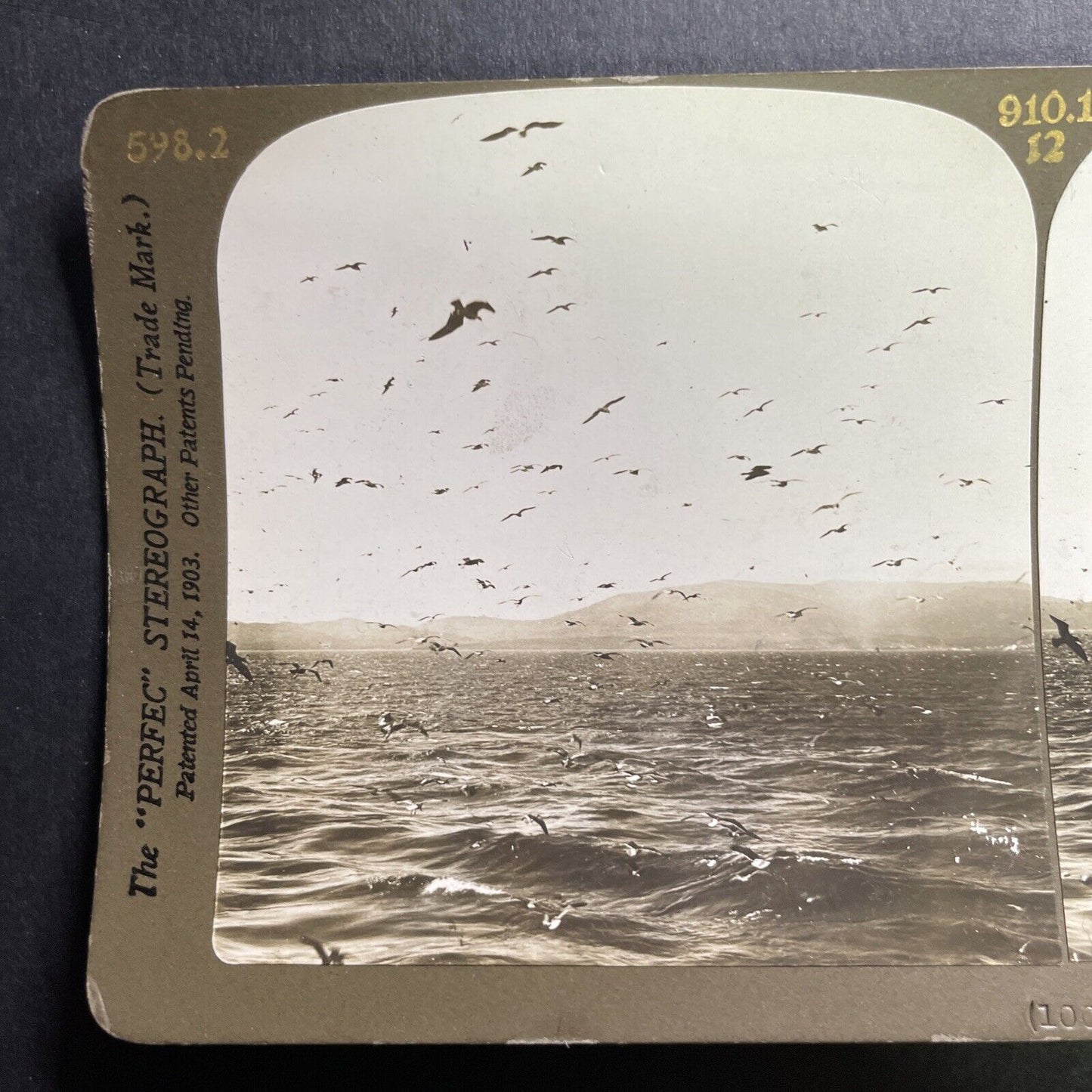 Antique 1901 Sea Gulls Of The Coast Of Gibraltar Stereoview Photo Card P1562