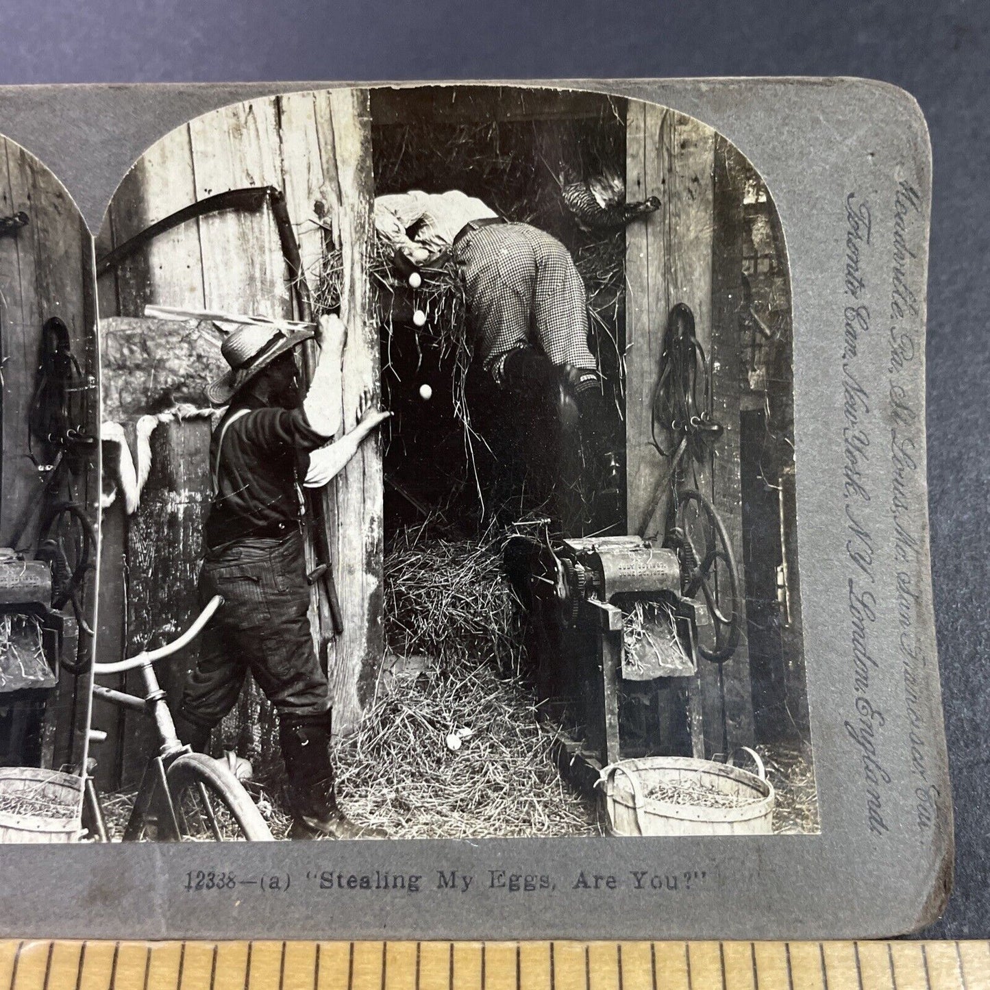 Antique 1903 Man Beats Robber For Stealing Eggs Stereoview Photo Card P3460