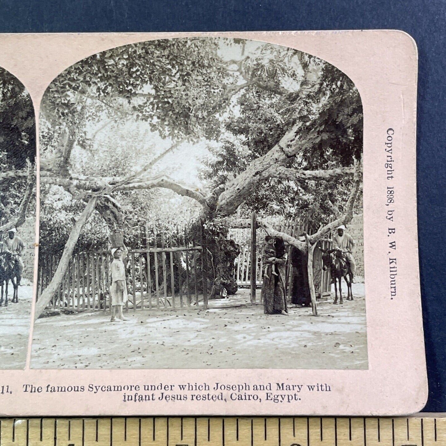 The Sycamore Tree Where Jesus Slept Stereoview Cairo Antique c1898 X2470