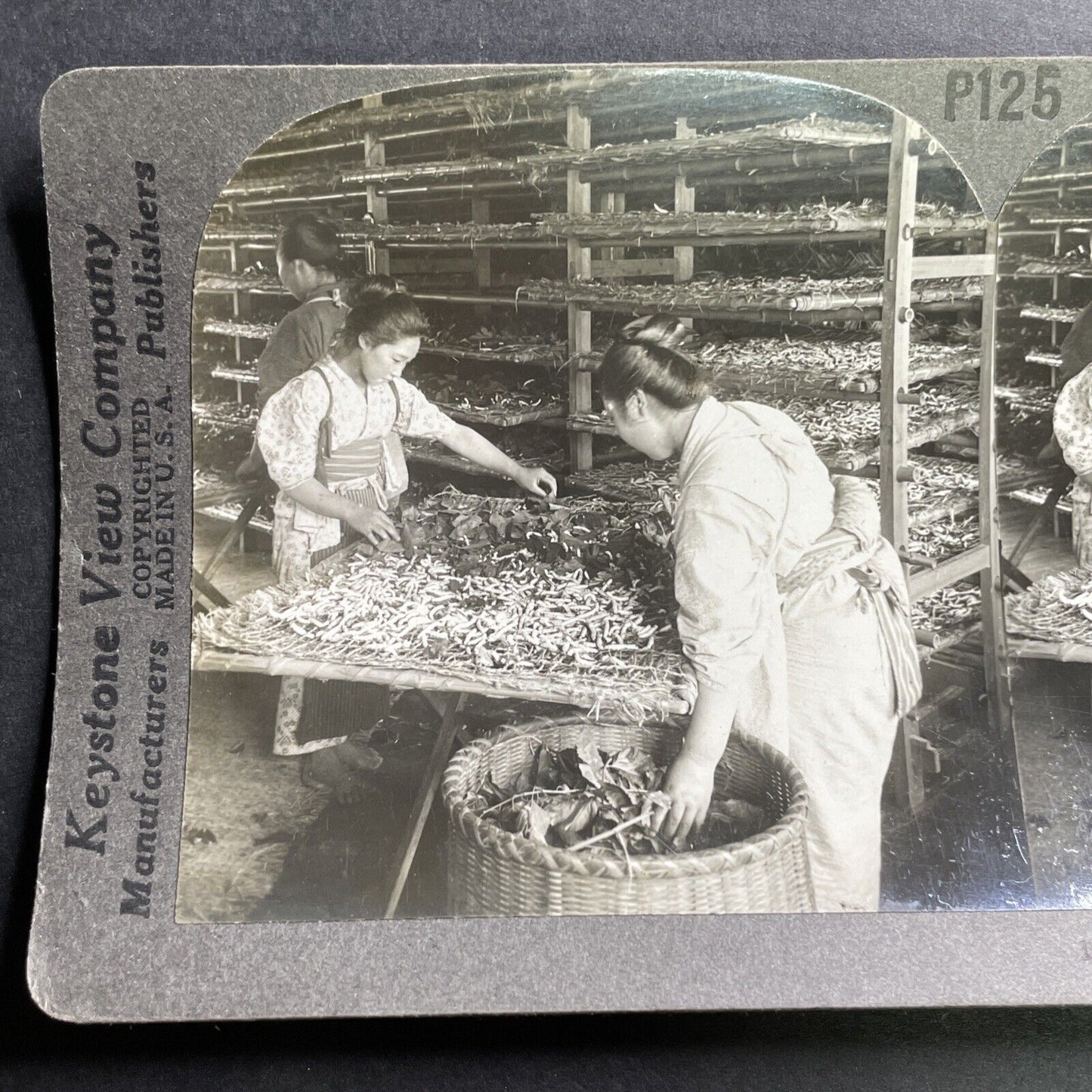 Antique 1906 Feeding Silkworms Mulberry Leaves Japan Stereoview Photo Card P1544