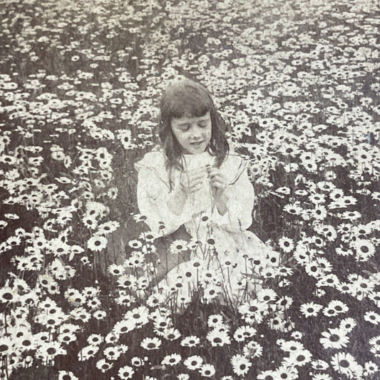 Antique 1896 Little Girl In A Daisy Field Stereoview Photo Card P4744