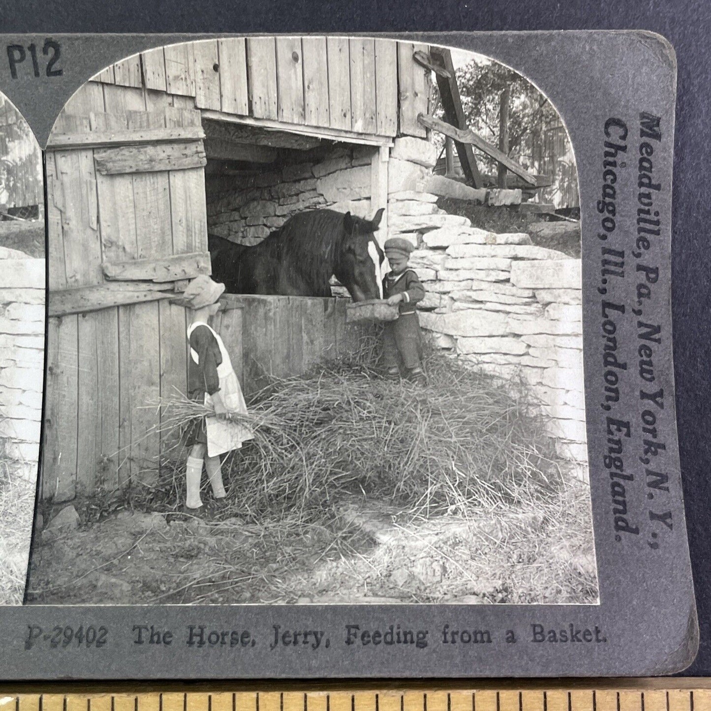 Children Feeding a Horse Stereoview Scarce Late View Antique c1935 Y1251