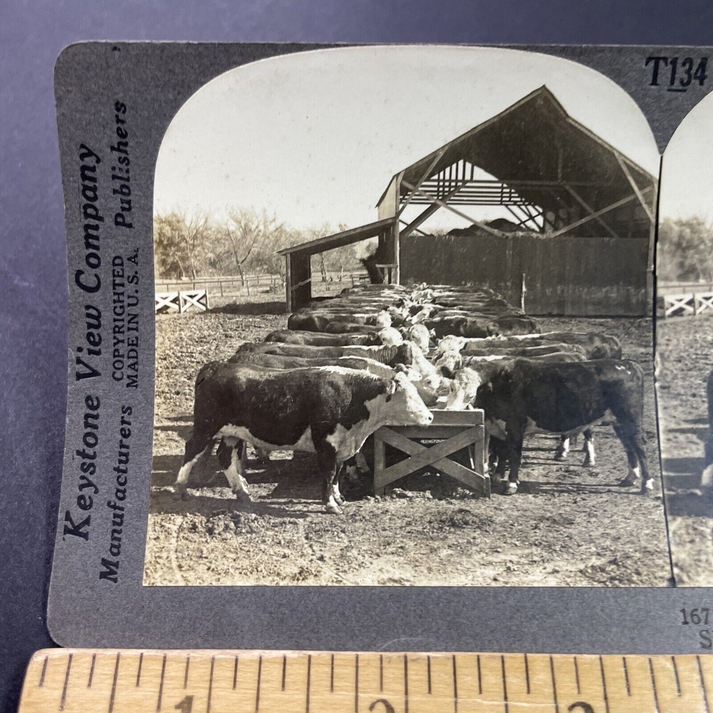 Antique 1920s Hereford Cattle Farm Manhattan Kansas Stereoview Photo Card P3735