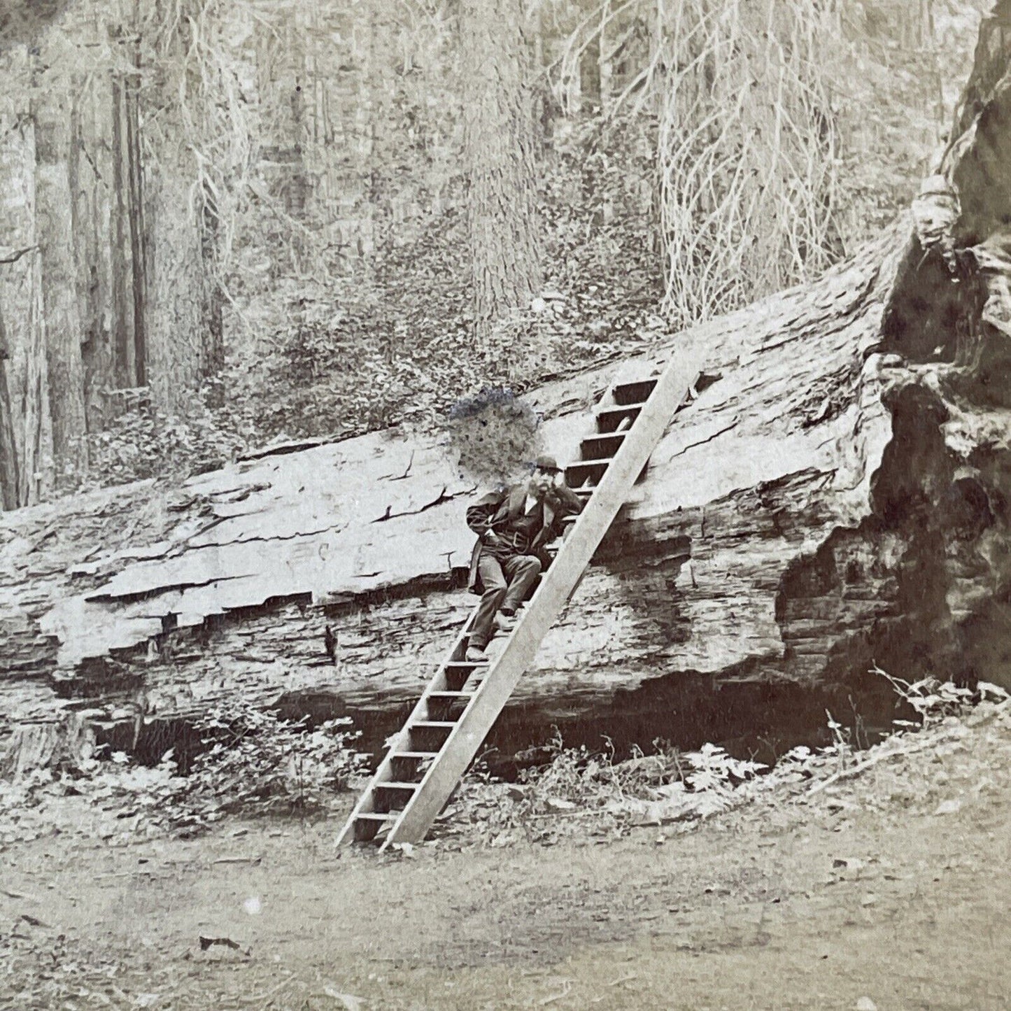 Thomas Houseworth Self-Portrait Stereoview Big Trees Calaveras CA c1869 X3737